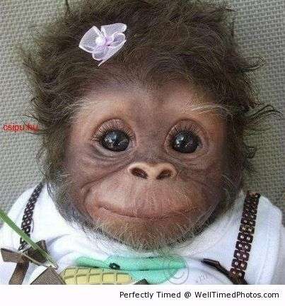 cute-baby-monkey-resizecrop--.