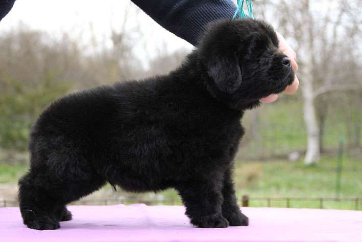 Cute-Little-Black-Newfoundland-Puppy.