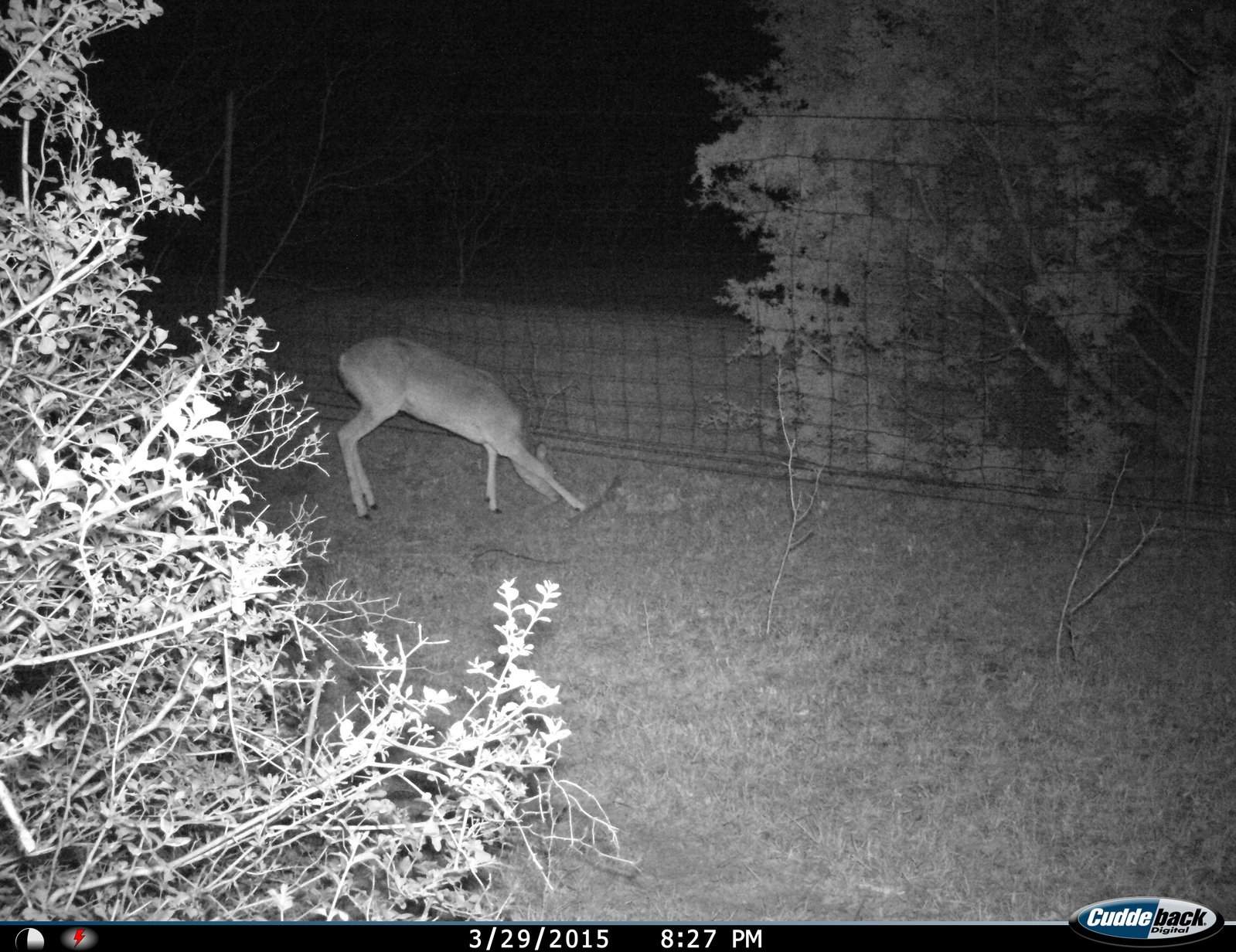Deer  at the Chicago Fence 3-29-2015.JPG
