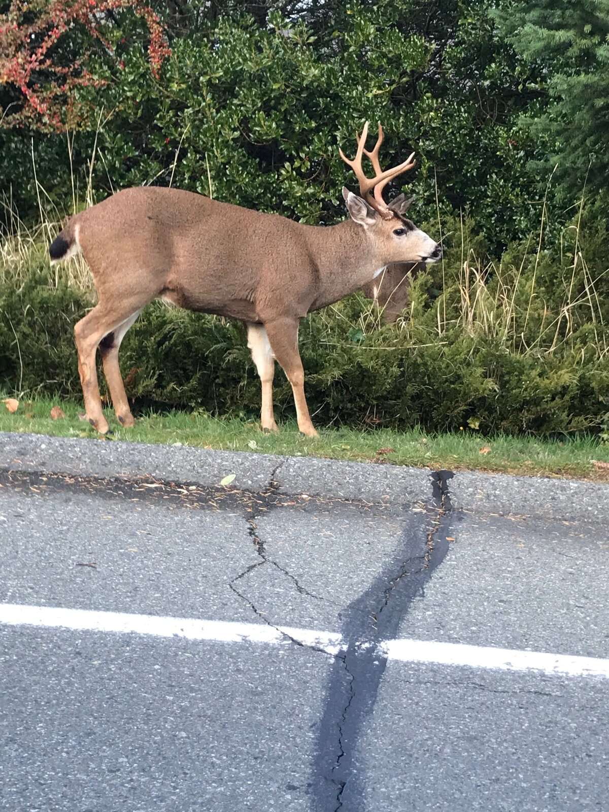 deer in QB.