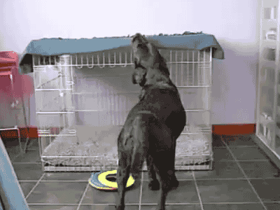 Dog.