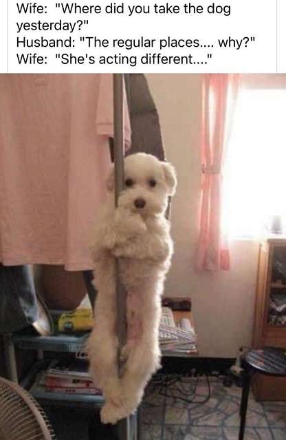 Dog-on-pole.