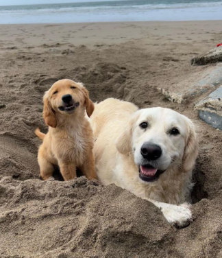dogpuppy.