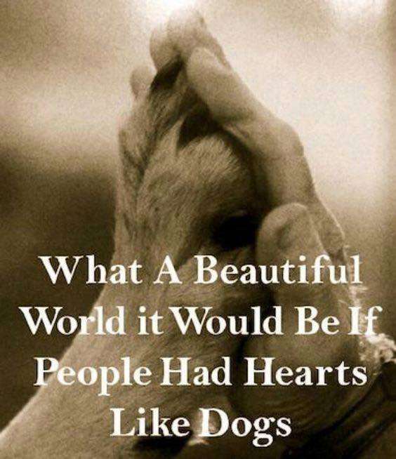 dogs heart.