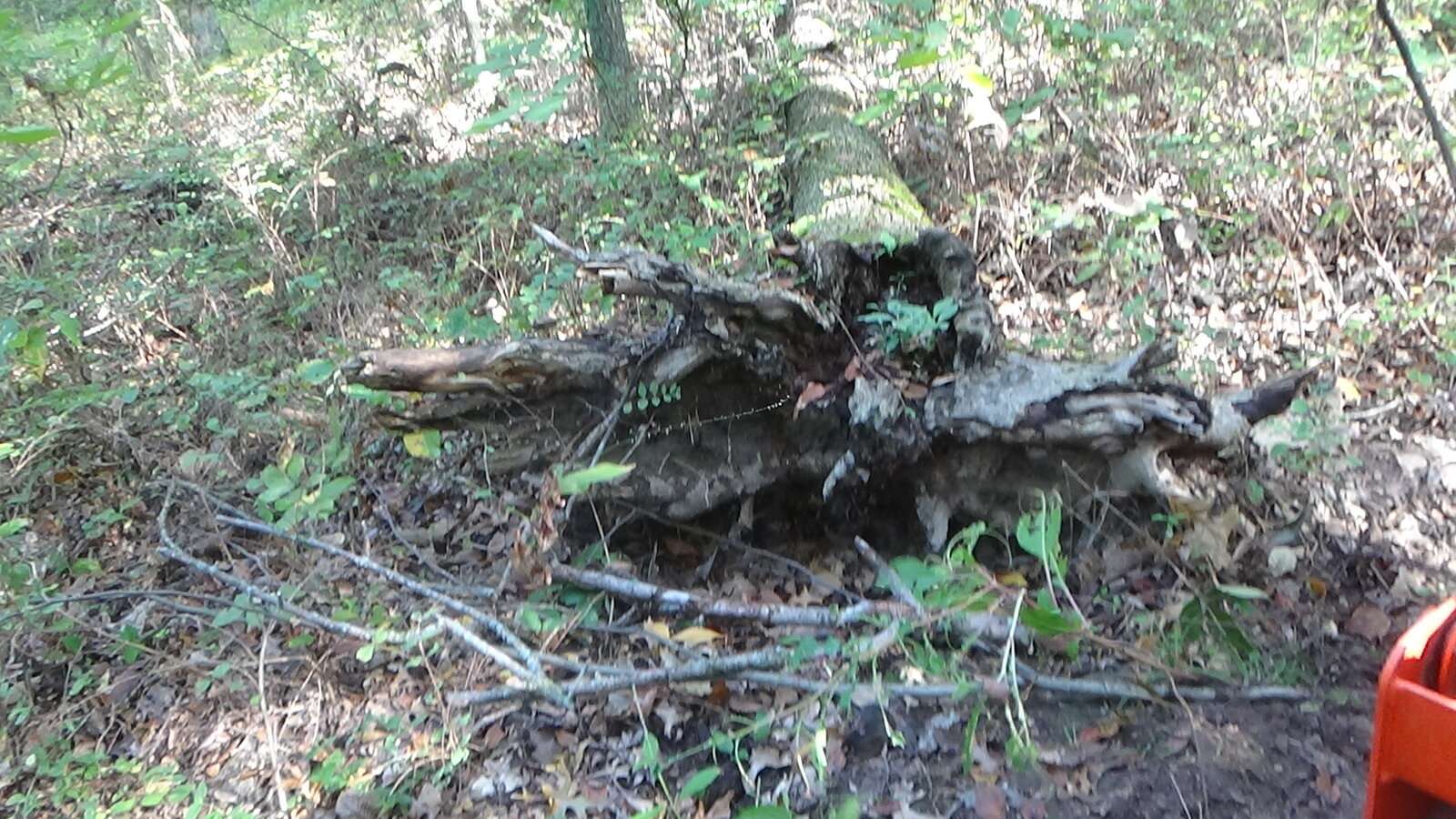 DSC00831.JPG