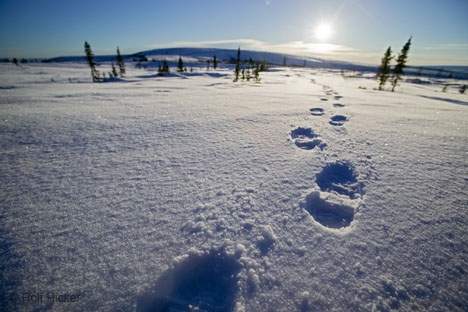 footprints.