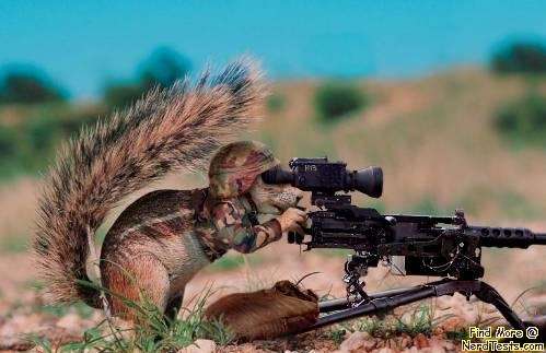 Funny squirrels with guns2.
