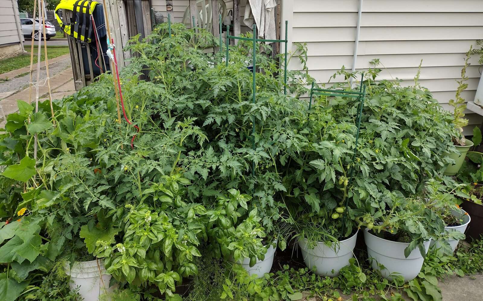 Garden 20230730-1.