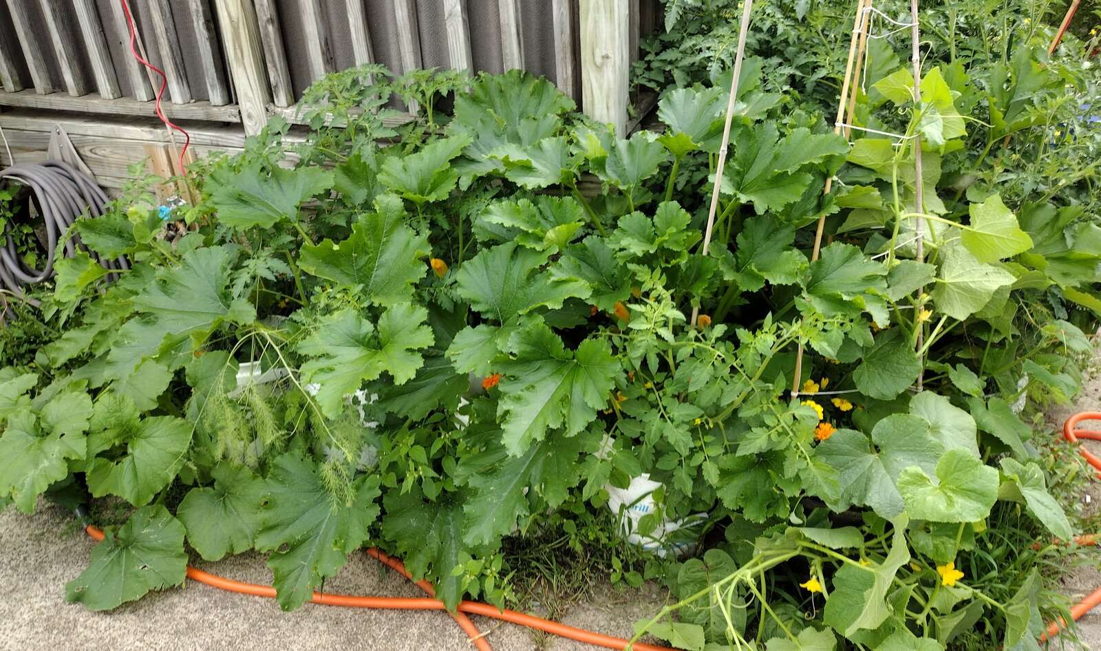 Garden 20230730-2.