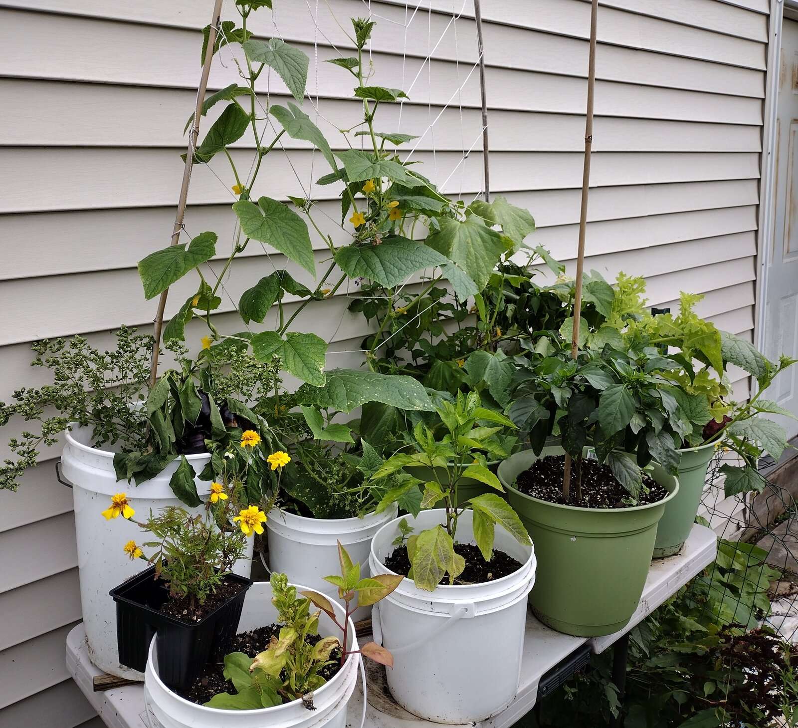 Garden 20230730-3.