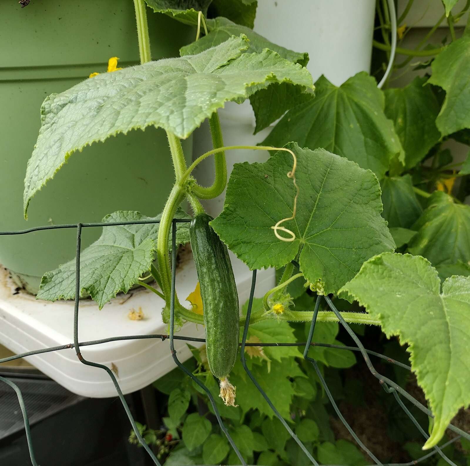 Garden 20230730-4.
