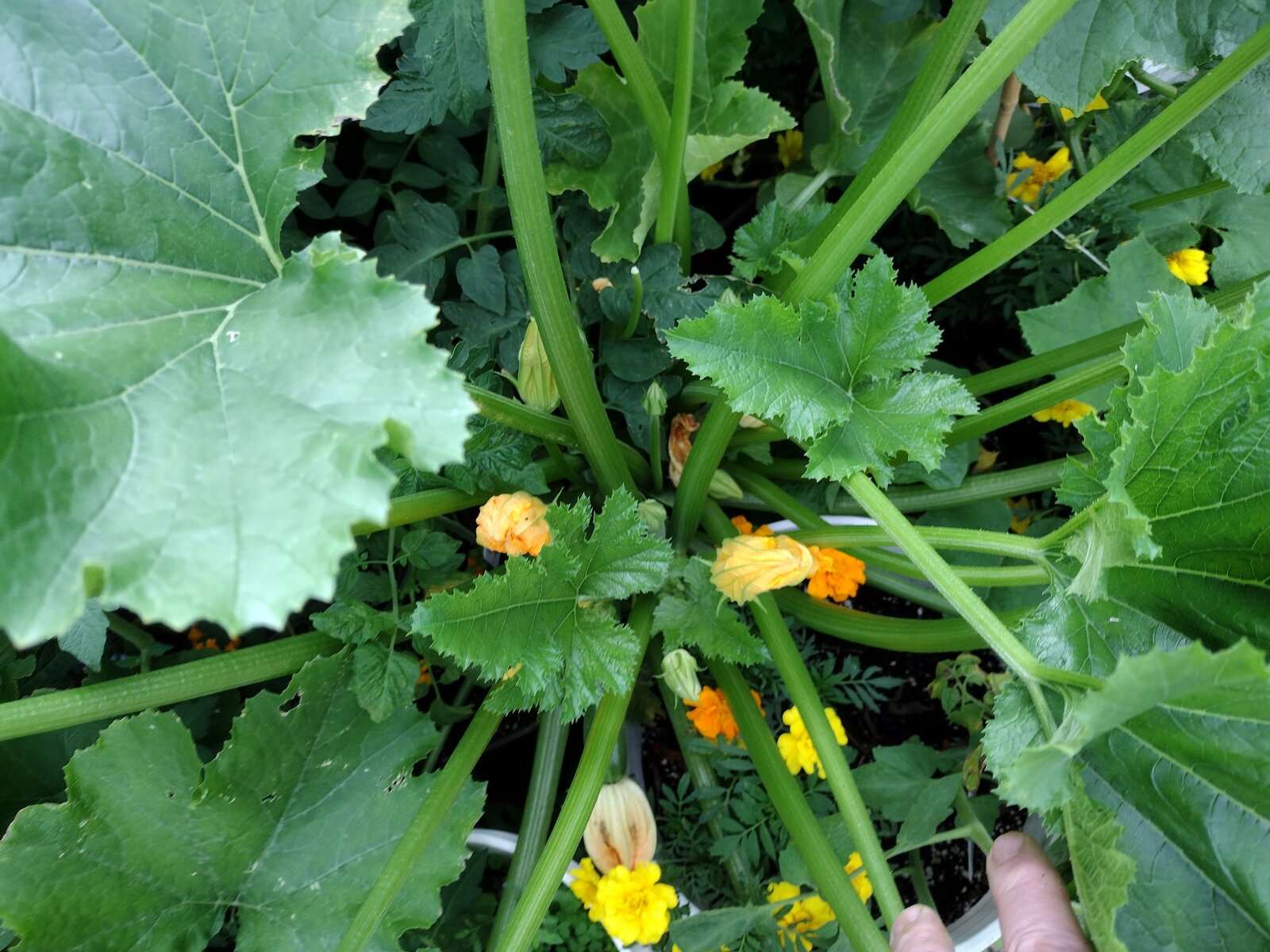 Garden 20230730-5.