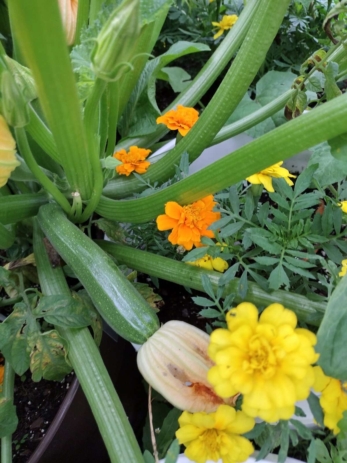 Garden 20230730-6.