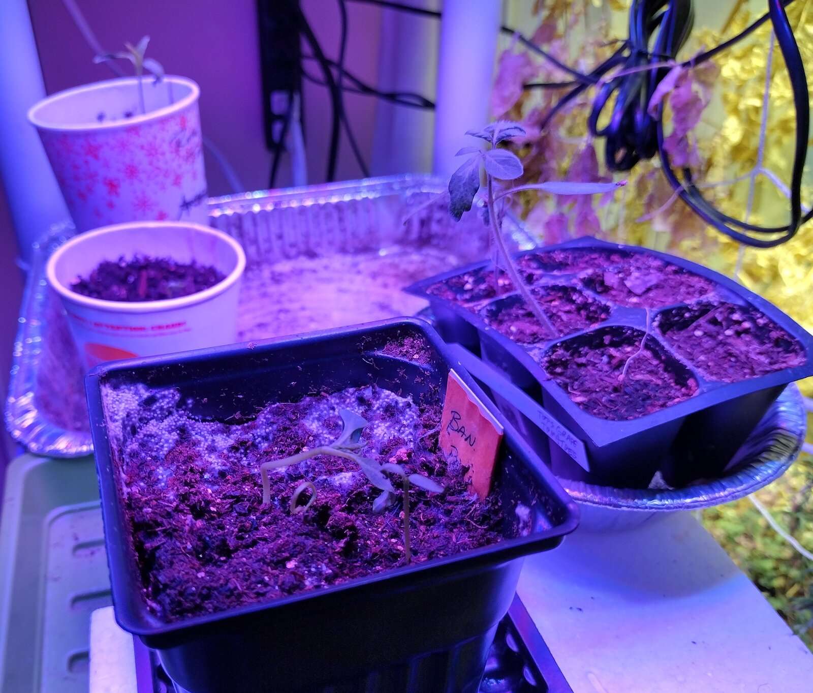 Garden 20230730-7.