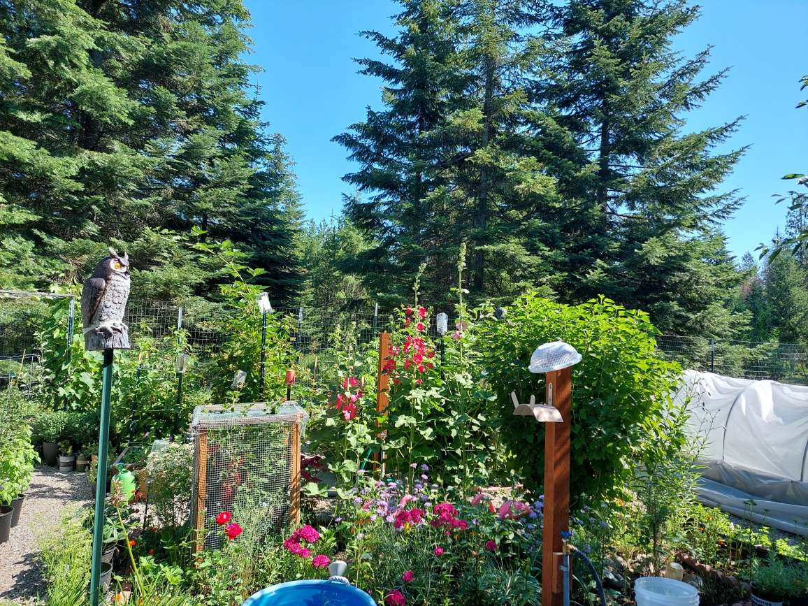 Garden Summer2022_4.
