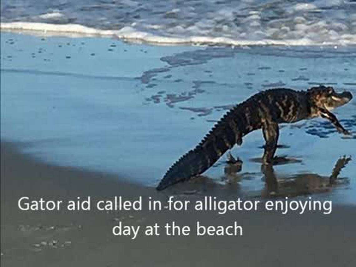 Gator aid called in for alligator enjoying day at Myrtle Beach.