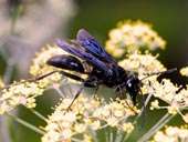 great-black-wasp.