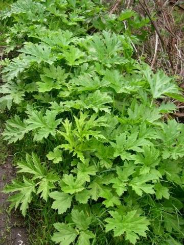 hogweed_patch_032207 (Small).JPG