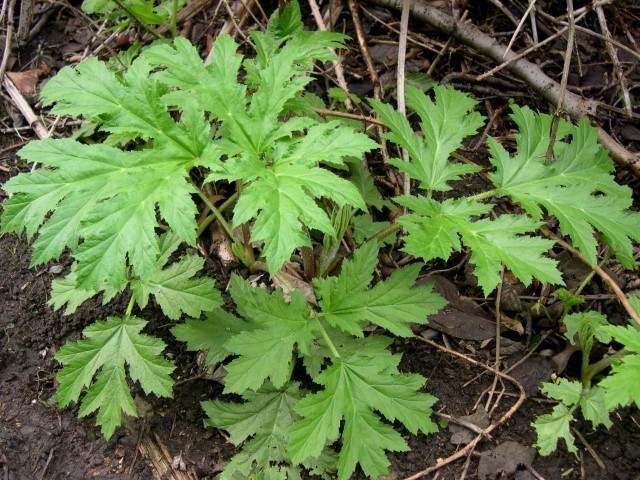 hogweed_young_plant_032207 (Small).JPG