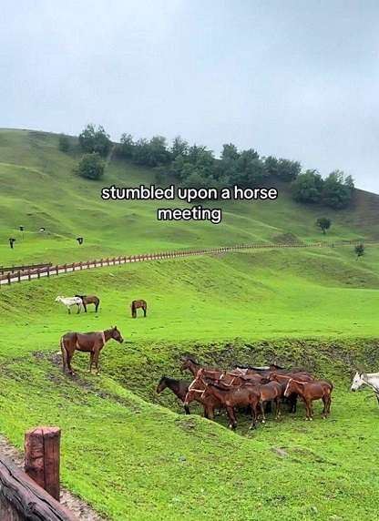 Horse-meeting.