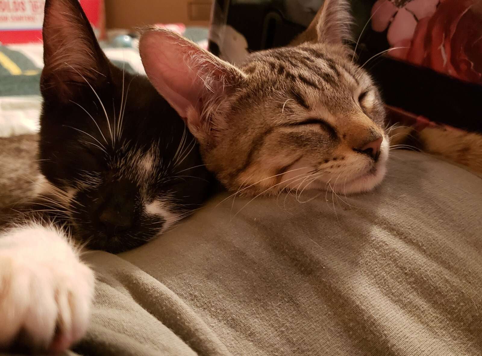 IMG_20231122_185404.