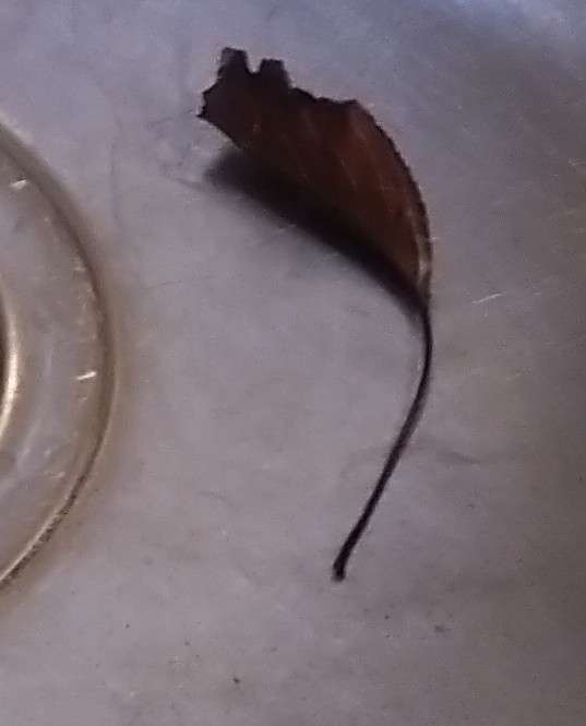 IMG_20231201_115050~2.