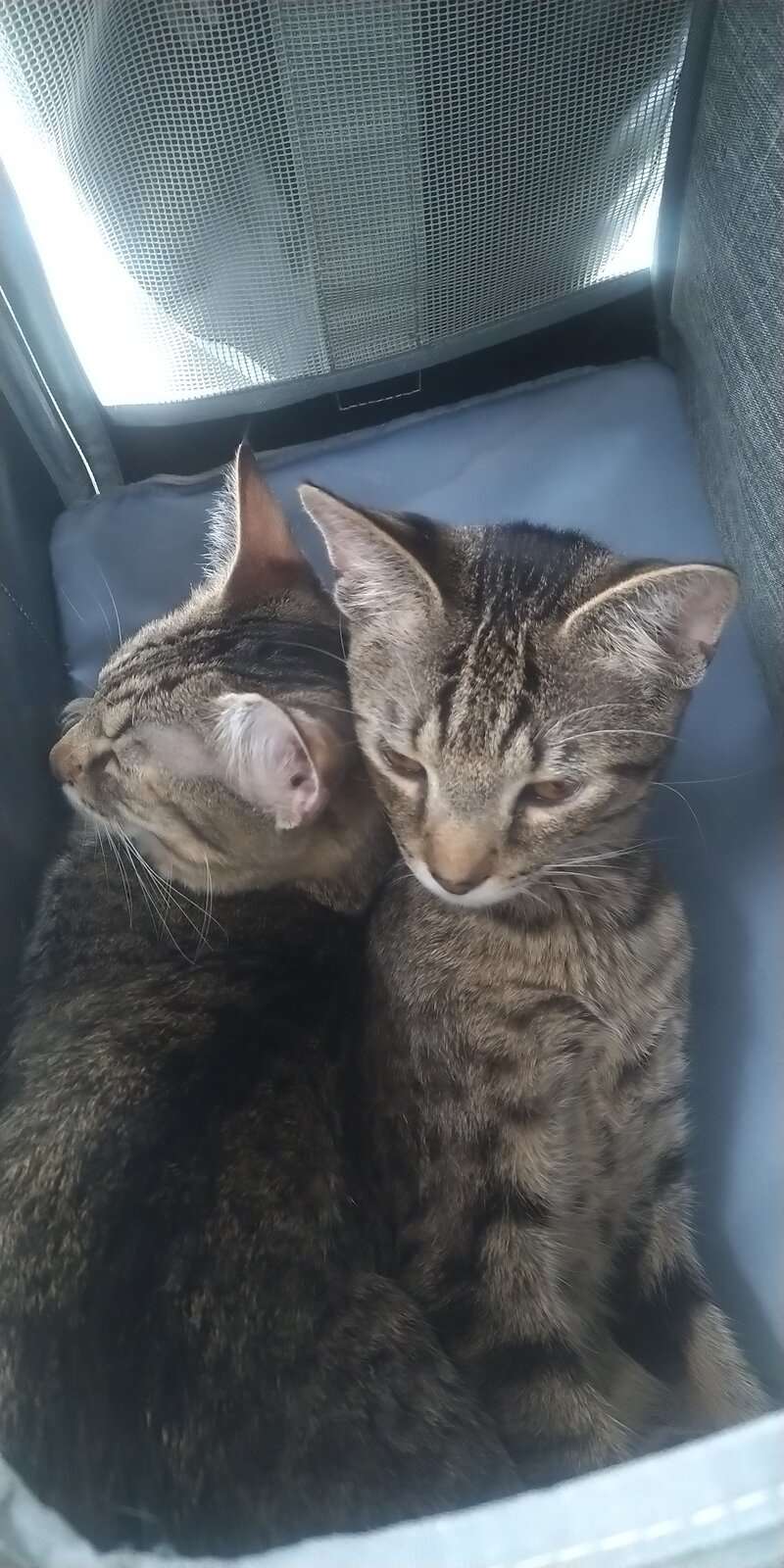 IMG_20240323_163420.