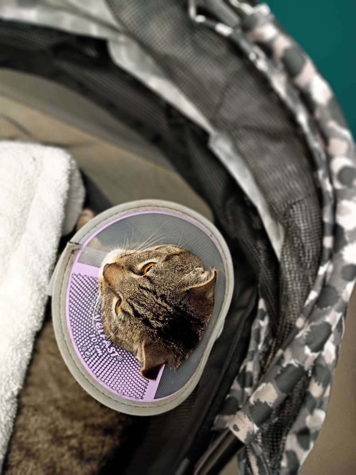 IMG_20260402_212202647_PORTRAIT.