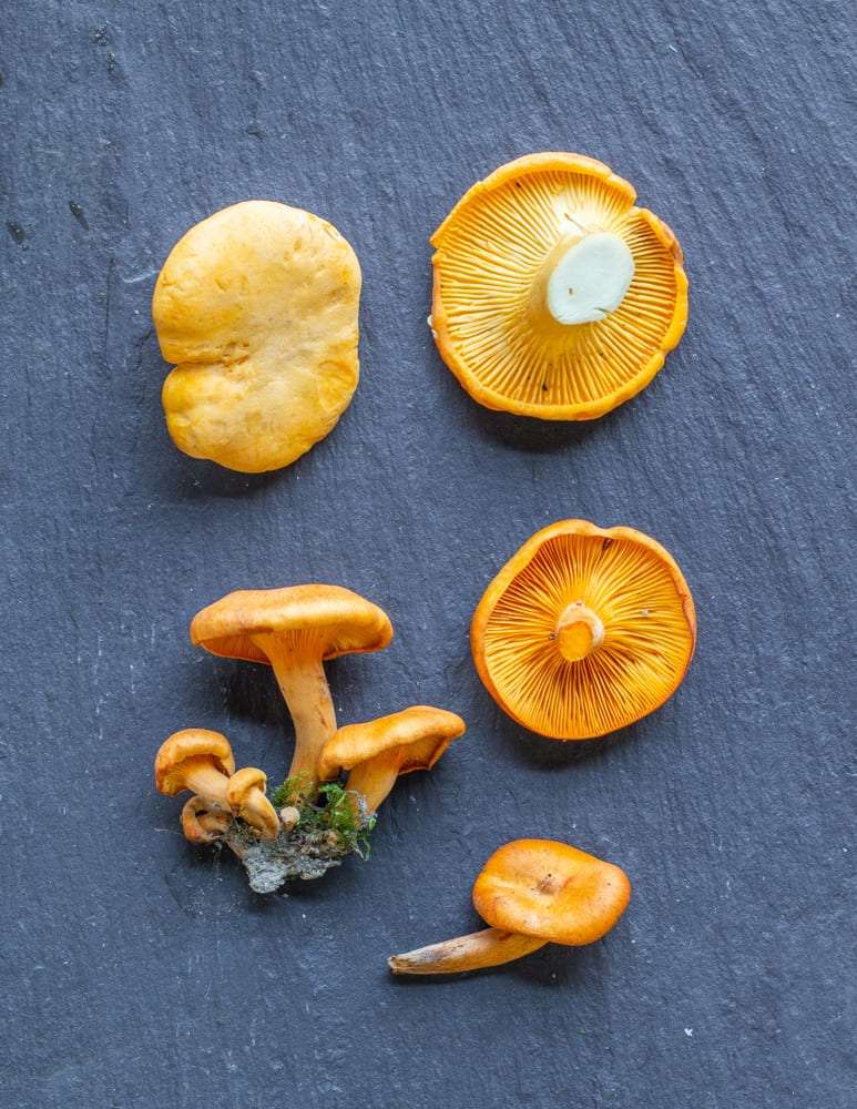 Jack-o-lantern-mushrooms-omphallotus-5.