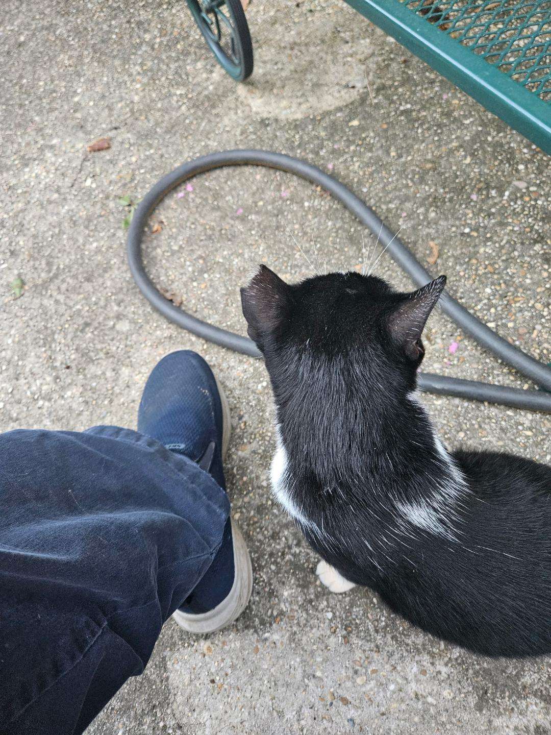 luna ear.