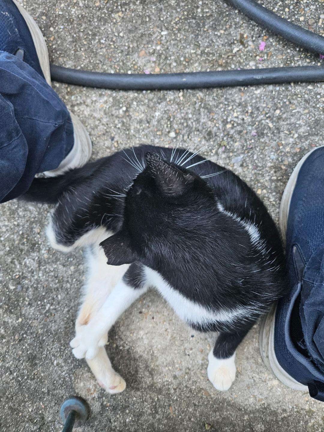 luna nub.