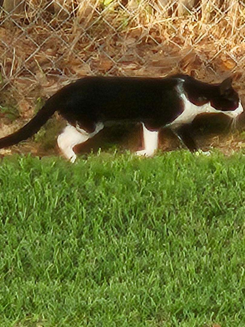luna2.