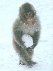 macaque_snowball_144.