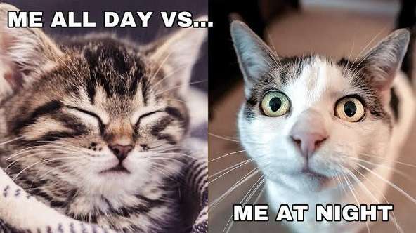 Me-all-day (1).