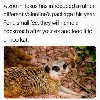 Meerkat.