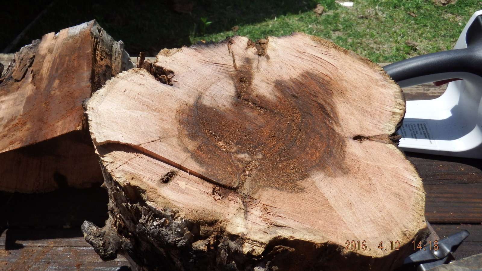 Mesquite Logs Splite Showing the Water Retained but no Rot 1.JPG