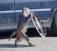 monkey hubcap.