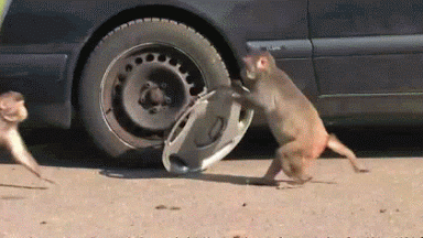 monkey-steals-hubcap-food-and--4111.