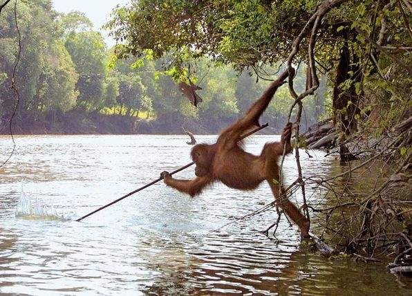 orangutan.