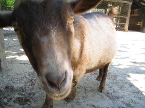 p145604-Charleston-My_friend_the_Goat.