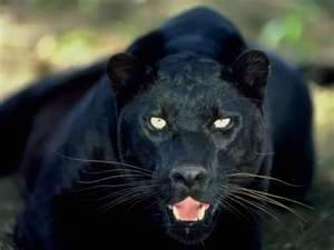 panther.