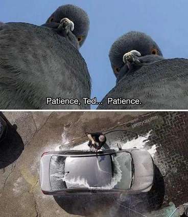 Patience (1).