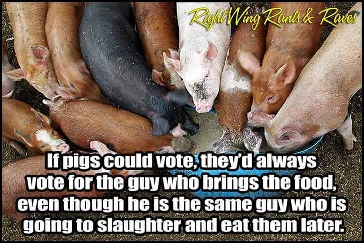 Pigs vote.