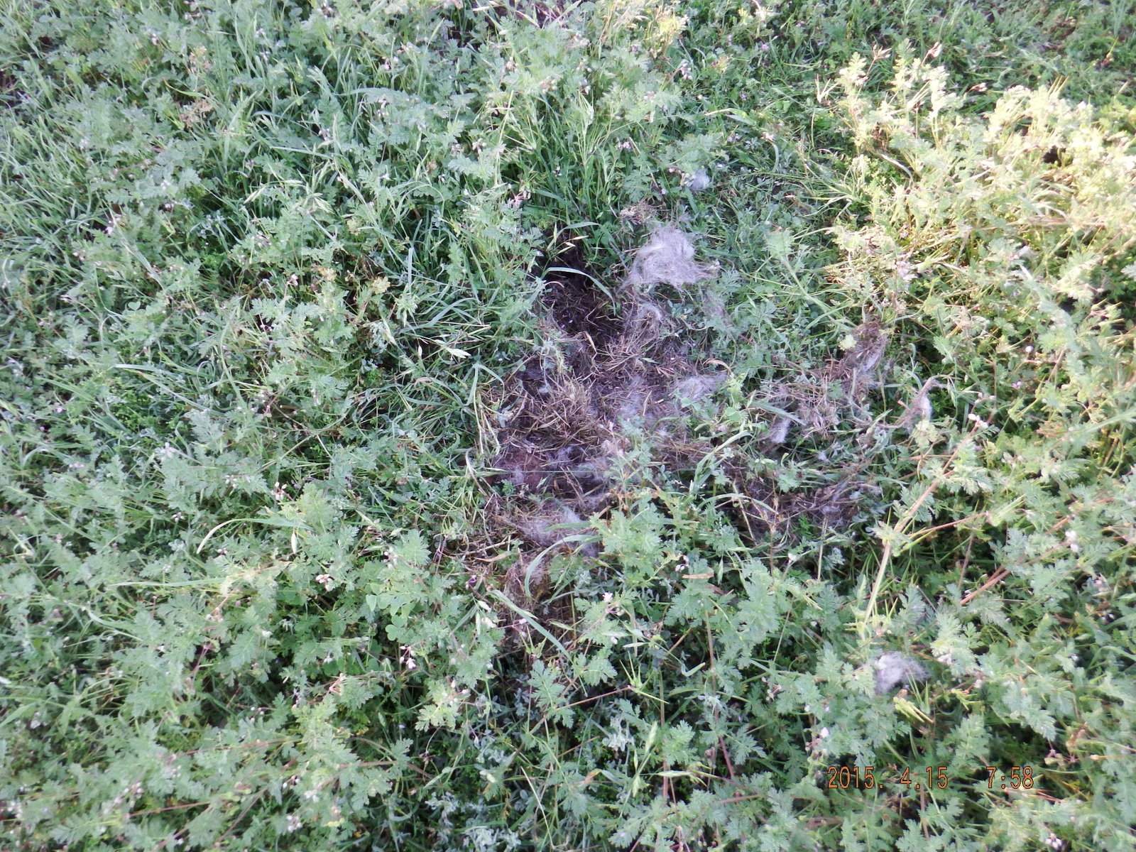 Rabbit Nest in the Grass 4.JPG