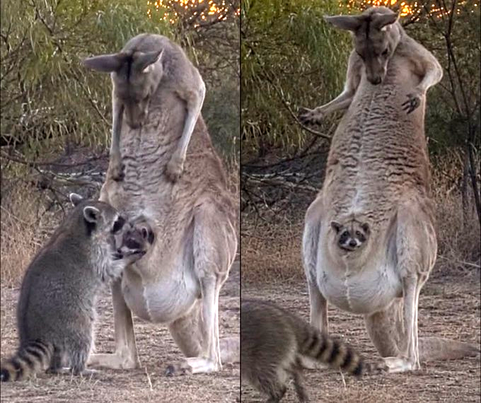 racoon-sitter.