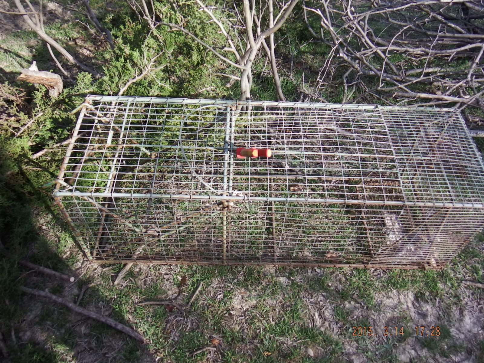 Racoon Trap  2 on its base.JPG