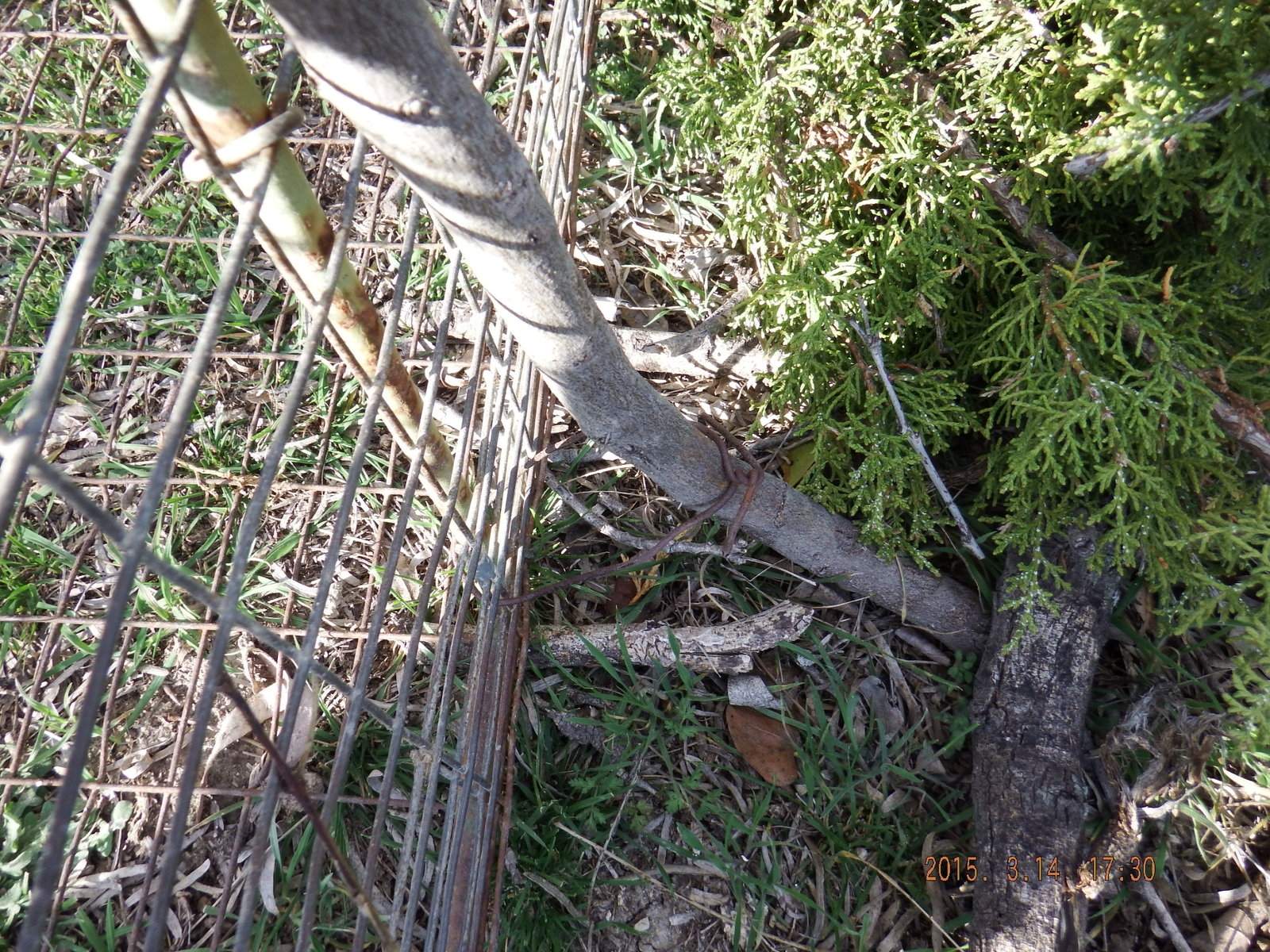 Racoon Trap 3 tied to Tree.JPG