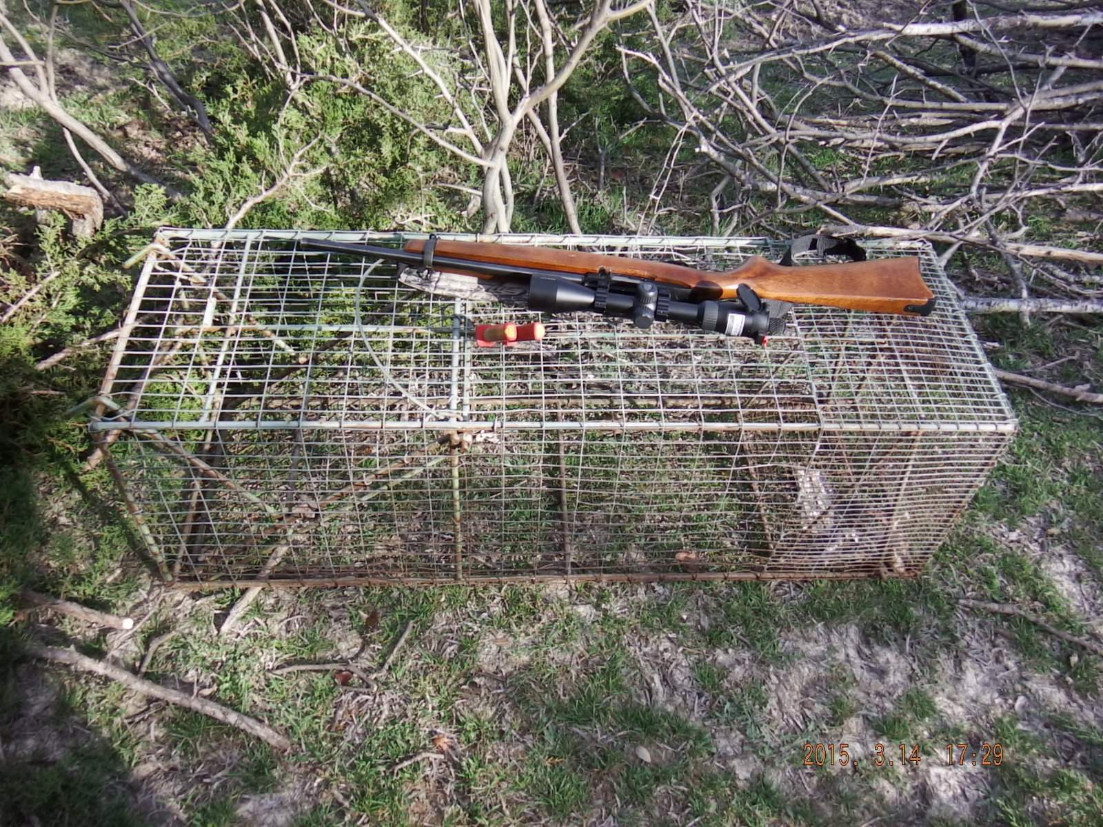 Racoon Trap 4 with Rifle for size relation.JPG