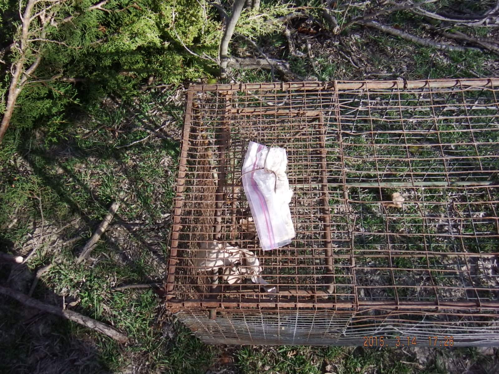 Racoon Trap with Bait tied to bottom of cage 1.JPG