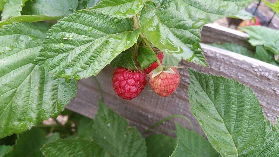 raspberries.
